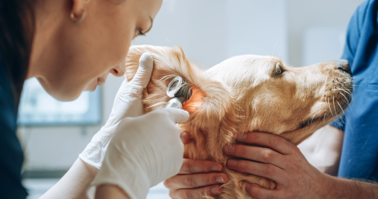Veterinária examinando ouvido de cachorro