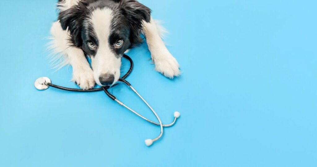 Cachorro deitado em cima de estetoscópio em cima de fundo azul